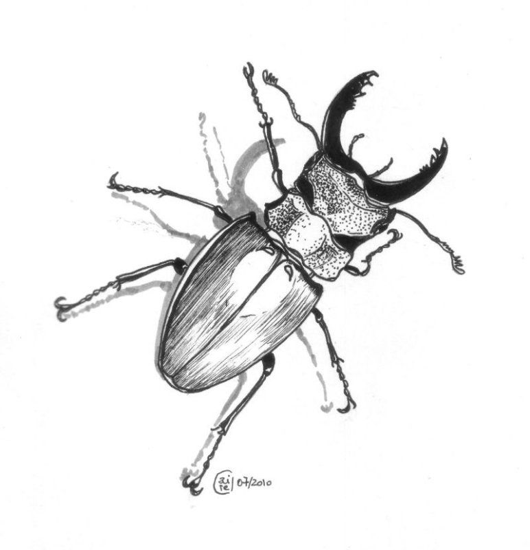 Набросок жука
