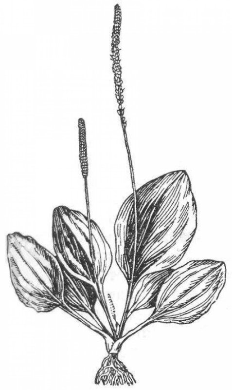 Подорожник большой раскраска