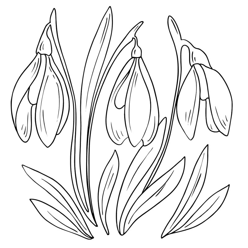 Подснежник раскраска