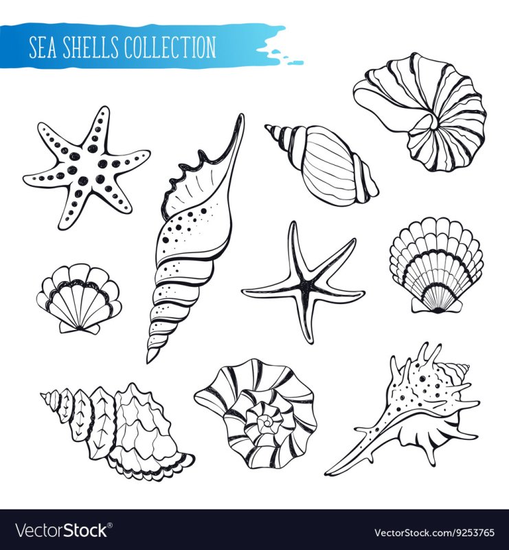 Раскраски ракушки морские