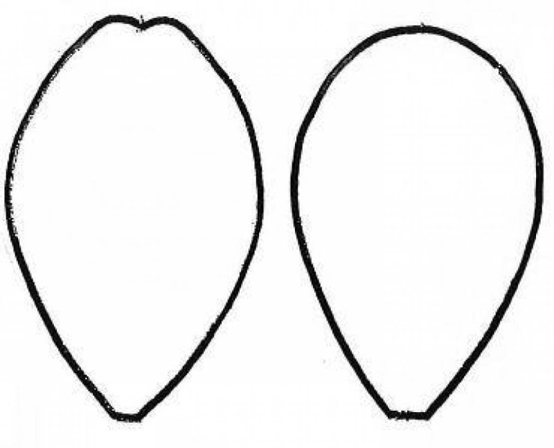 Лепесток цветка