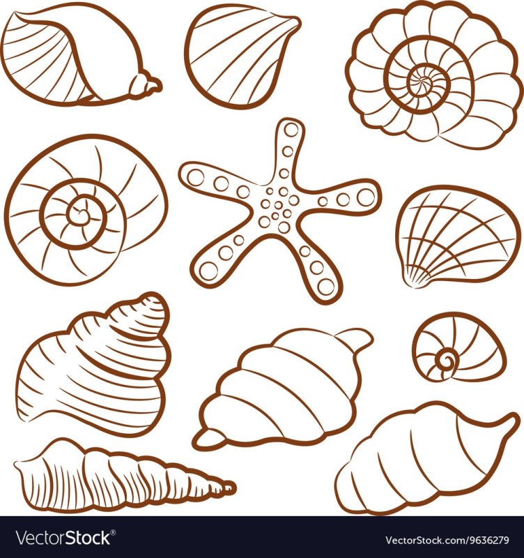 Трафарет морской ракушки