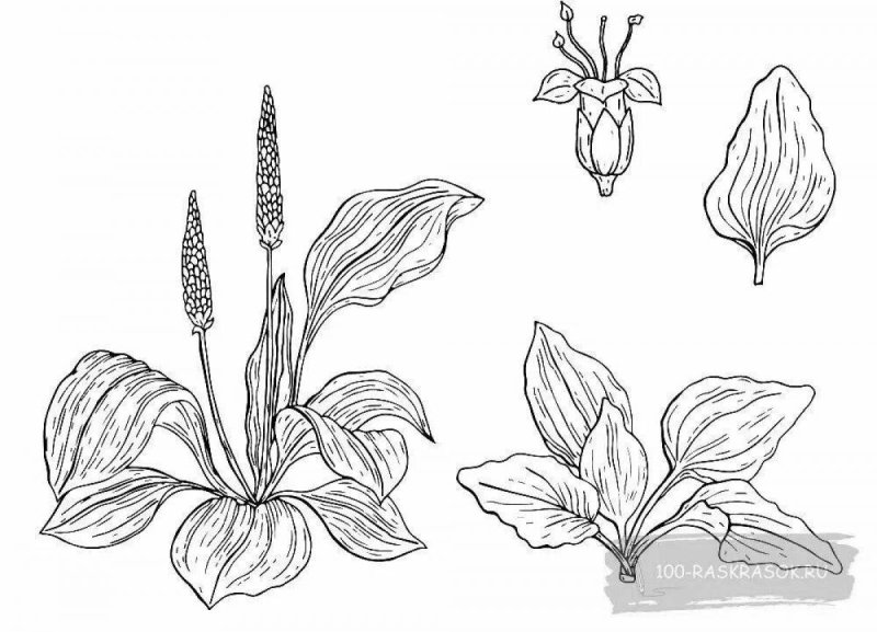 Подорожник раскраска