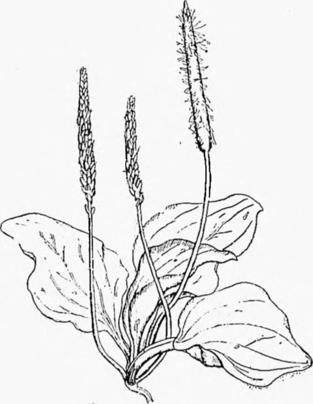 Подорожник ланцетный рисунок