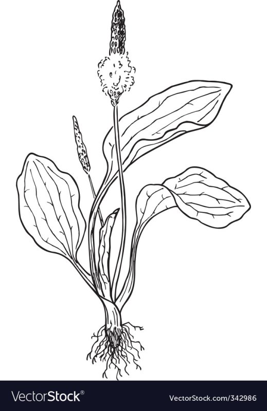 Подорожник раскраска для детей