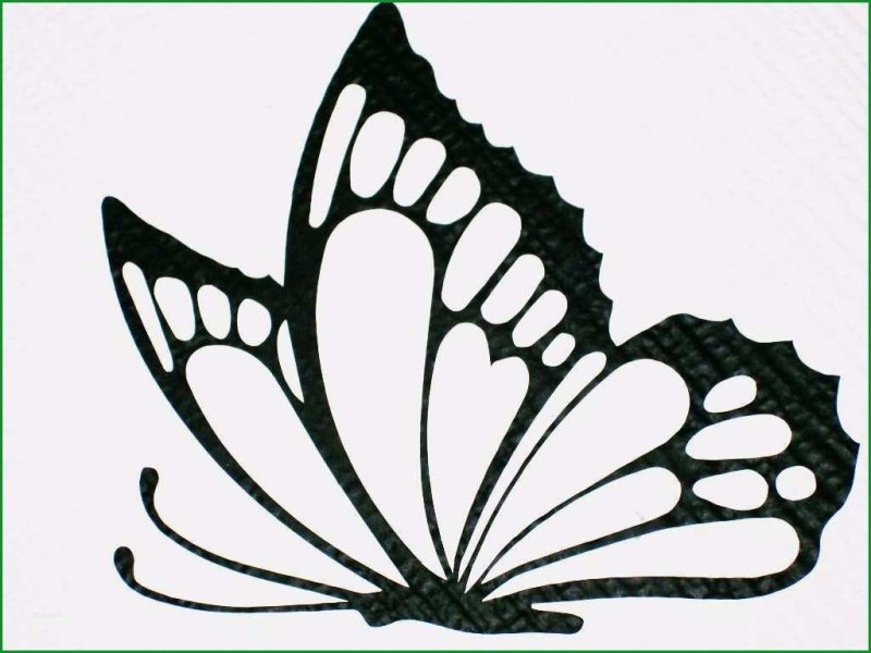 Трафареты бабочки