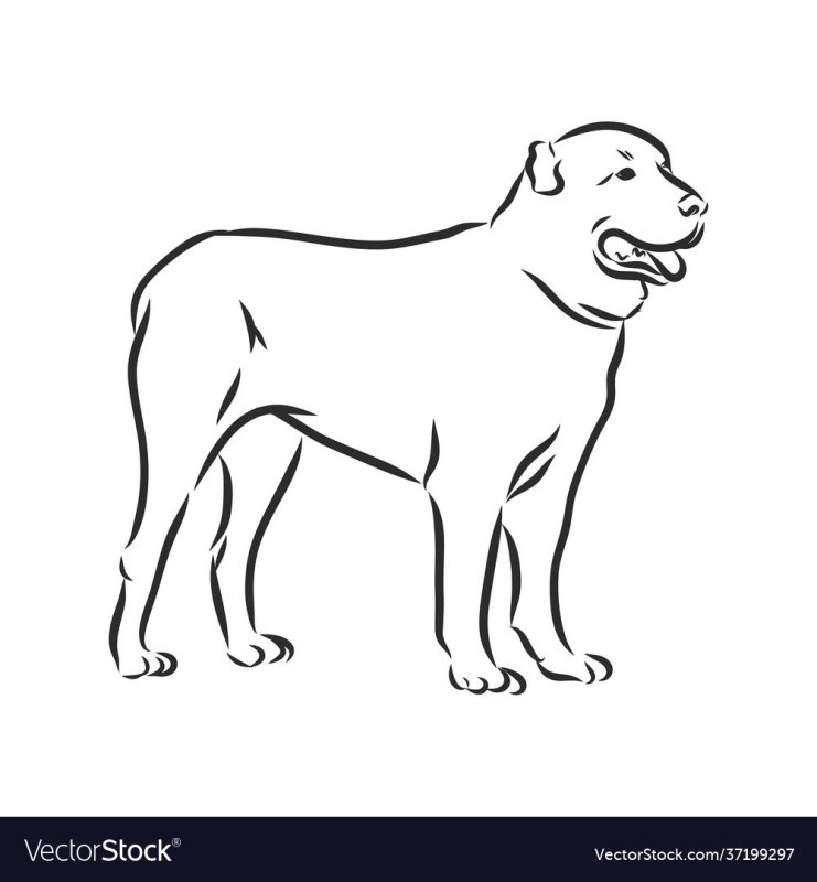 Оскал среднеазиатской овчарки