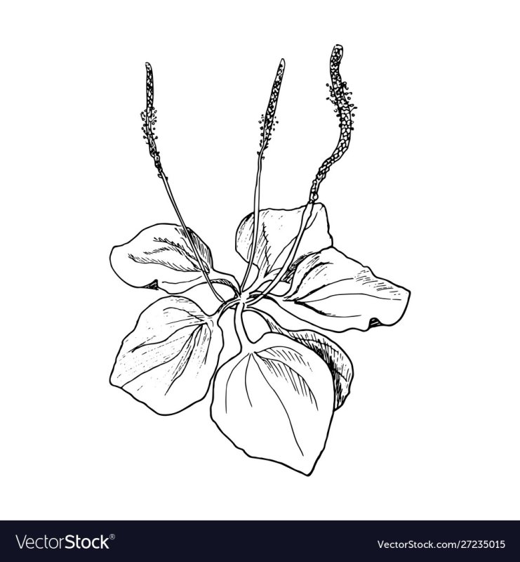 Трафарет подорожника