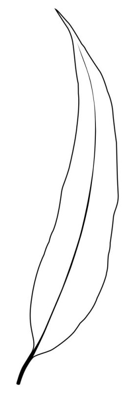 Лист ивы раскраска