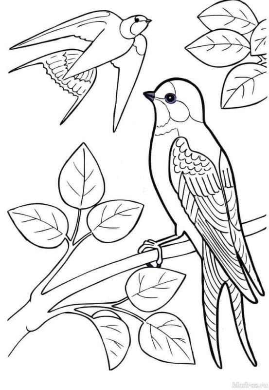 Перелётные птицы раскраски для дошкольников