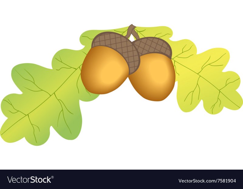 Дубовый лист с желудями