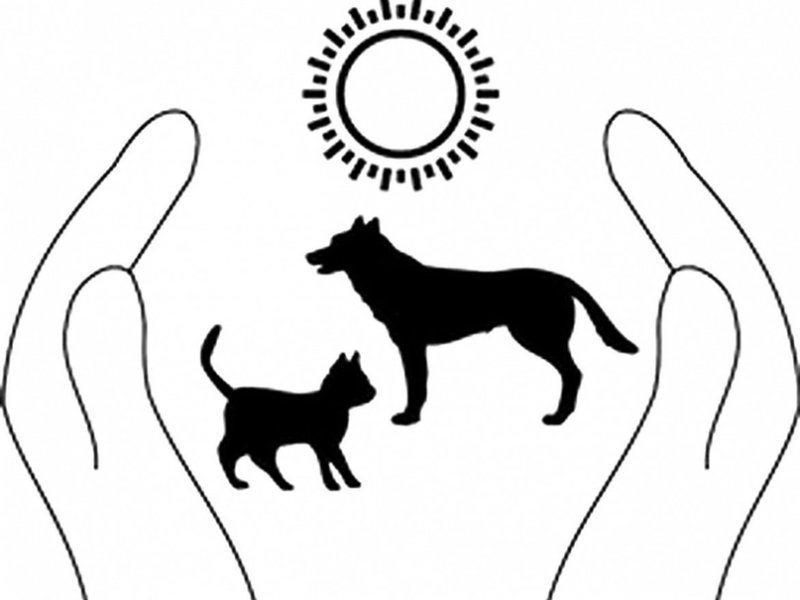 День защиты животных рисунок