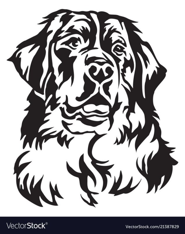 Бернский зенненхунд вектор