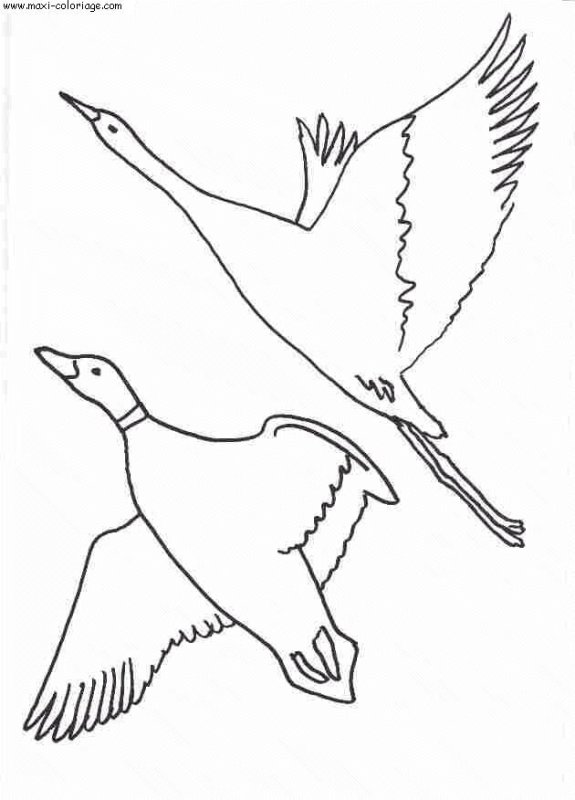 Перелетные птицы раскраска для детей