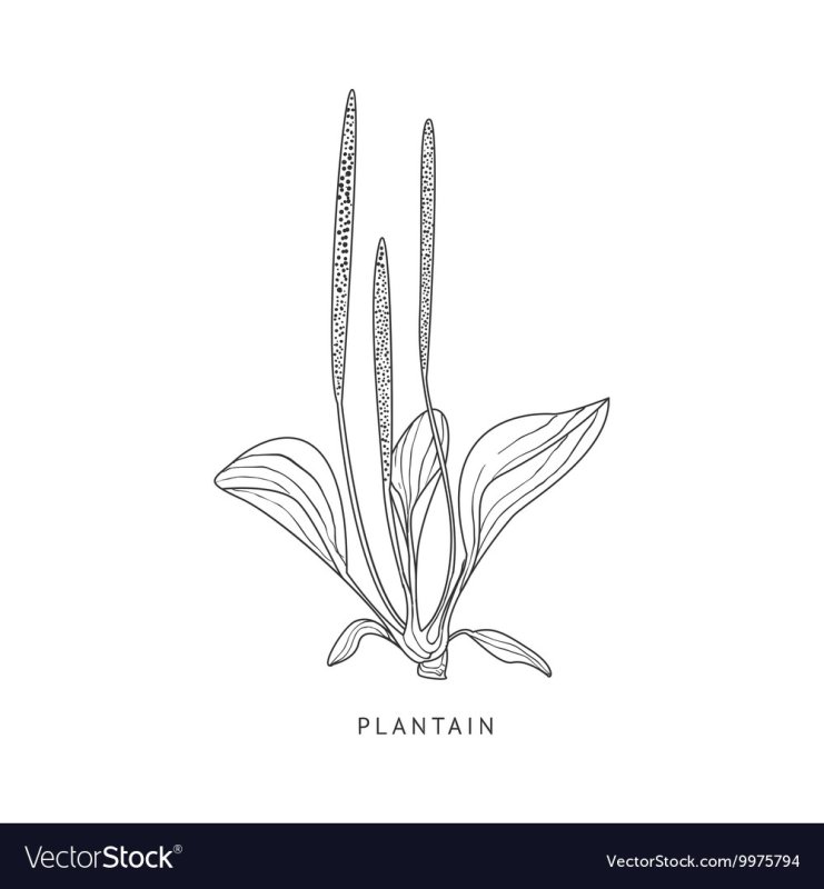 Рисунок подорожника для раскрашивания