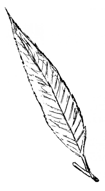 Лист ивы раскраска
