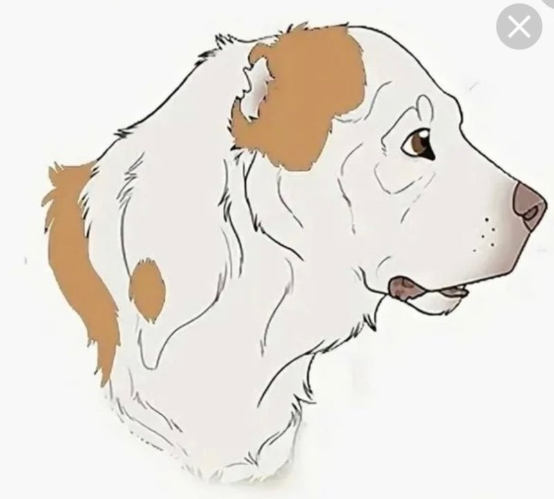 Собака алабай вектор