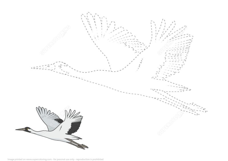 Рисование птиц по точкам