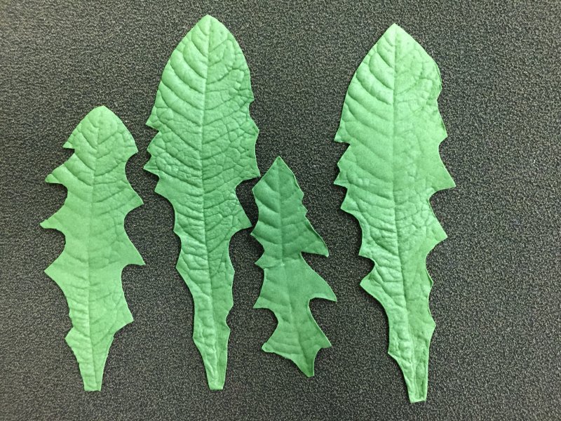 Листья одуванчика