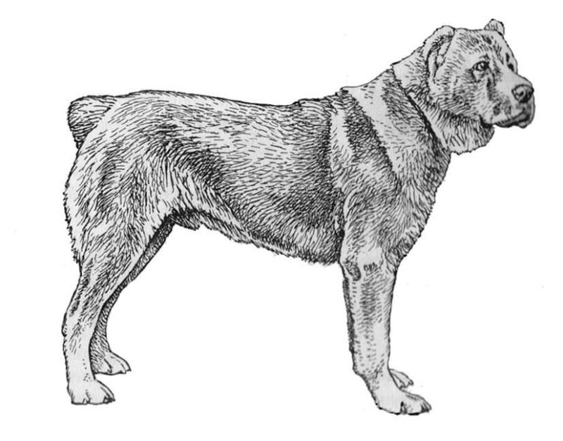 Среднеазиатская овчарка вектор