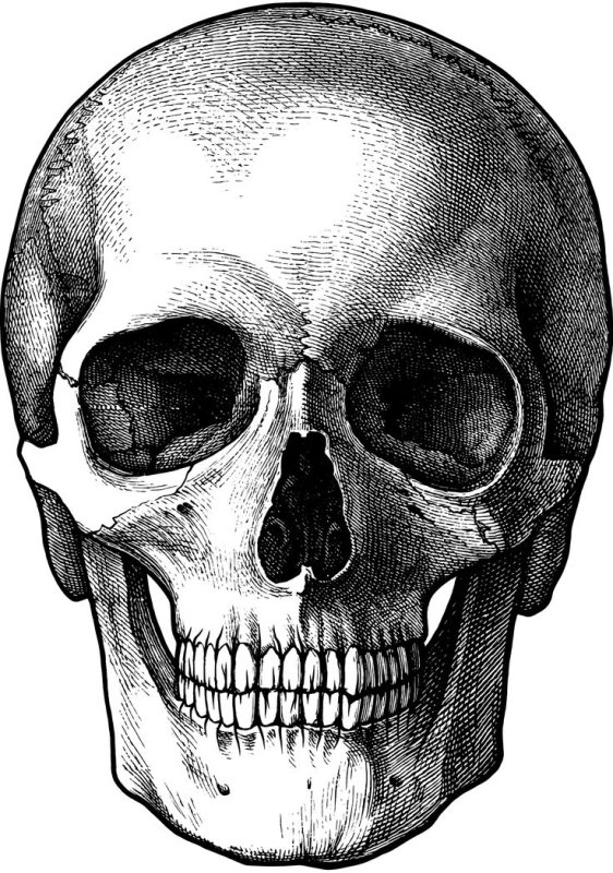 Череп рисунок