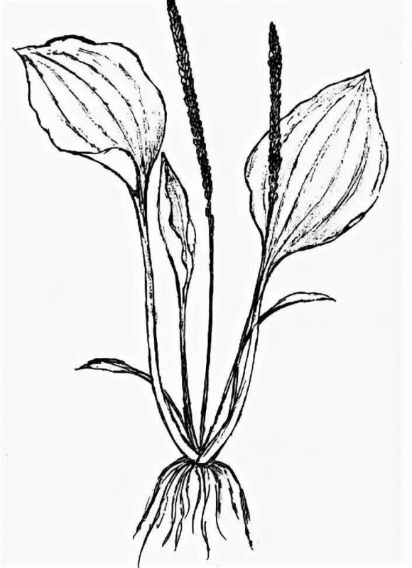 Подорожник рисунок