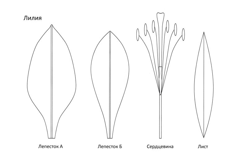 Лилия лепестки шаблон из фоамирана