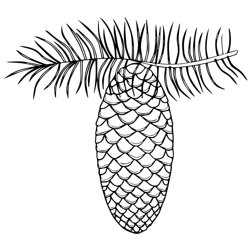 Шишка раскраска