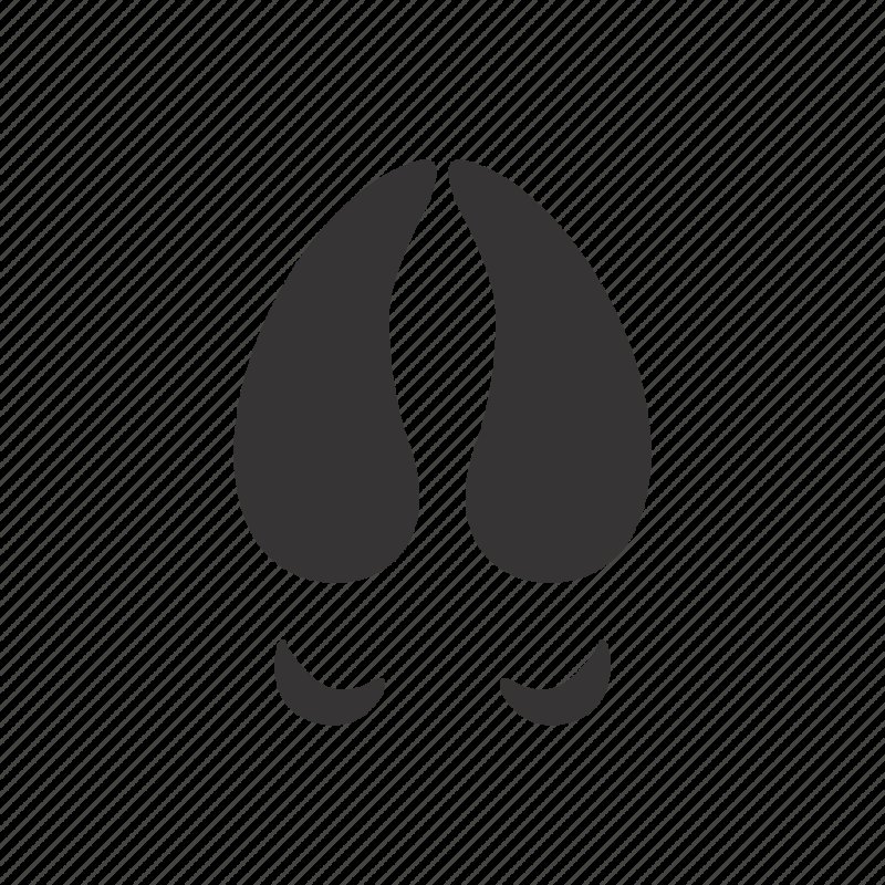 Следы оленя Оленьи следы