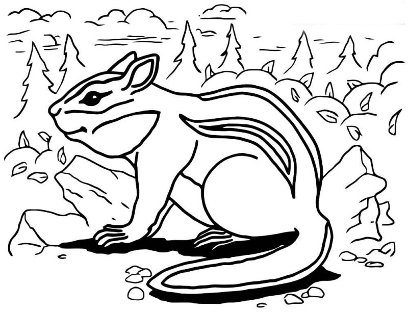 Бурундучок раскраска для детей