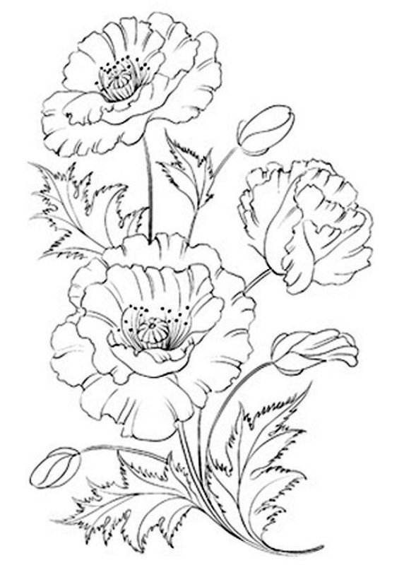 Маки карандашом