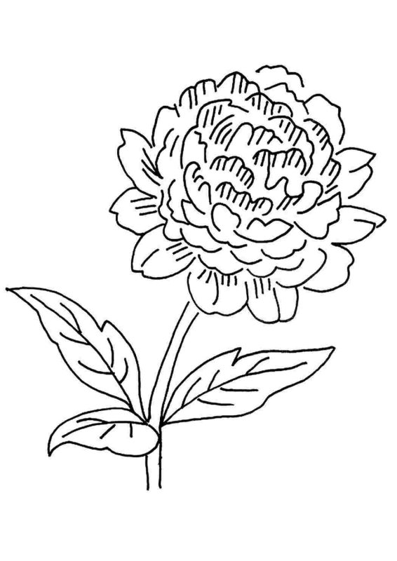 Пион тонколистный раскраска