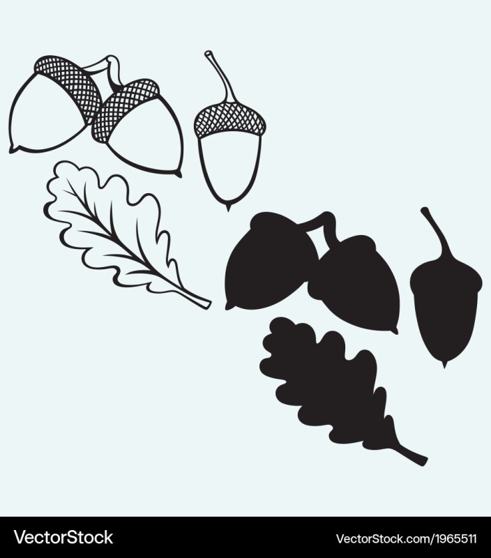 Желудь вектор