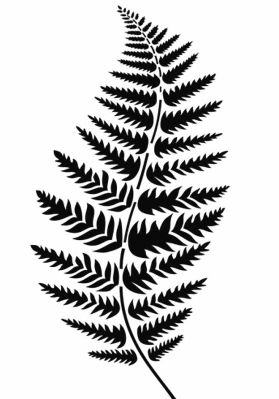 Лист папоротника вектор