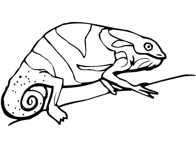 Хамелеон раскраска для детей