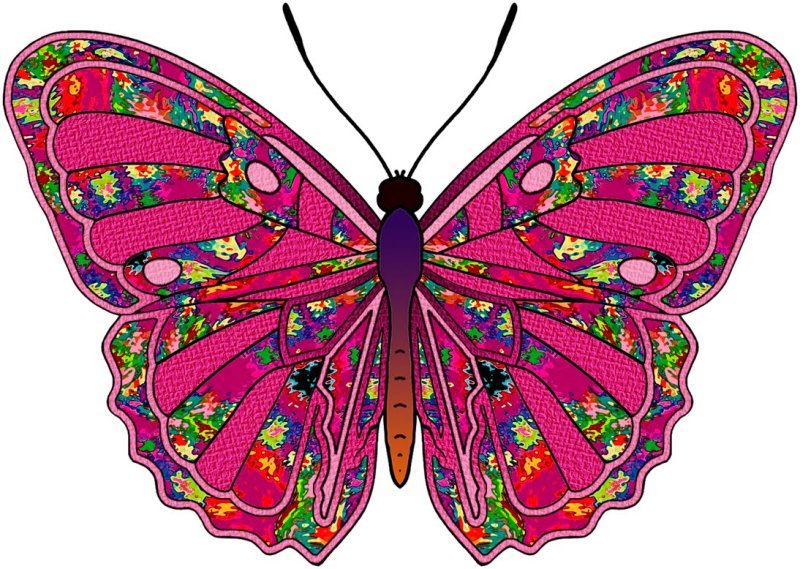 Бабочки красивые цветные