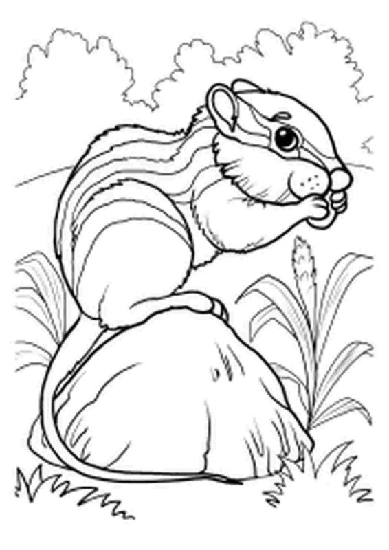 Раскраска Лесные животные