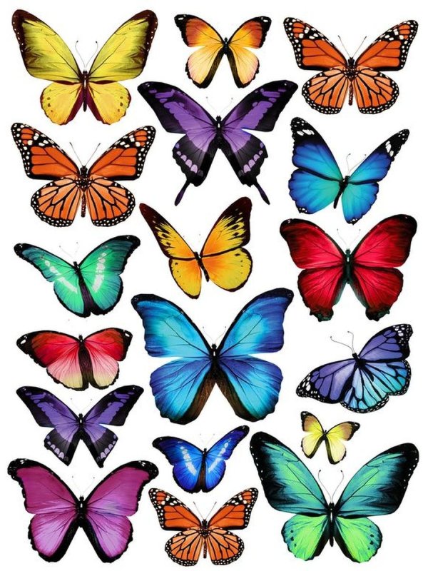 Бабочка трафарет цветной