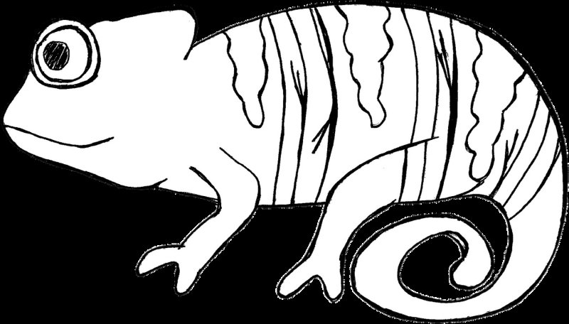 Хамелеоны. Раскраска