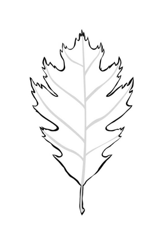 Лист дуба раскраска