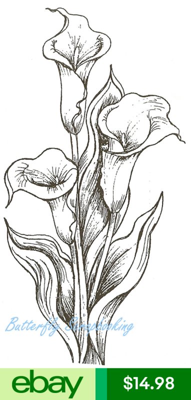 Раскраска цветы каллы