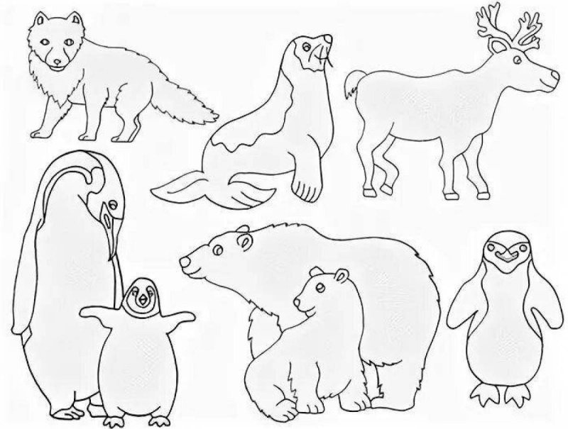 Животные севера раскраска для детей