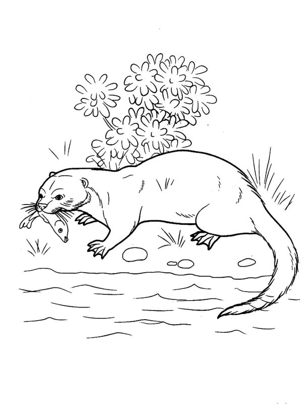 Выдра Речная