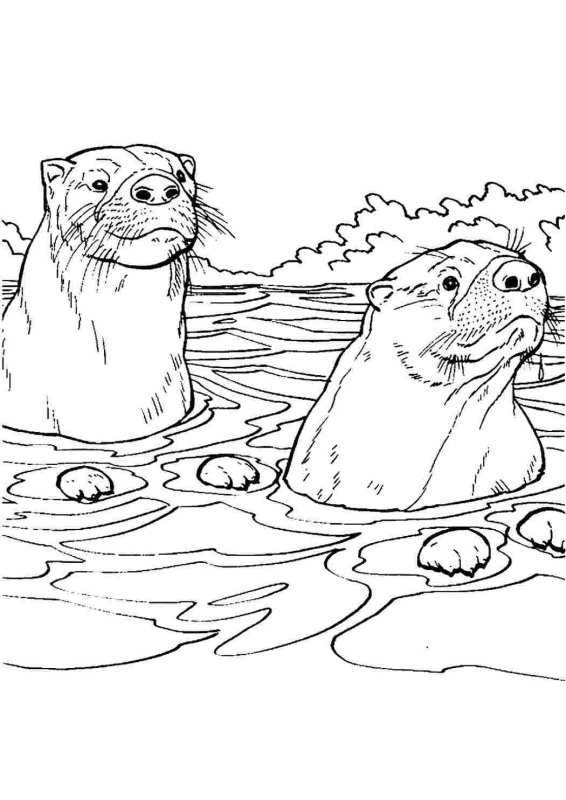 Выдра раскраска для детей