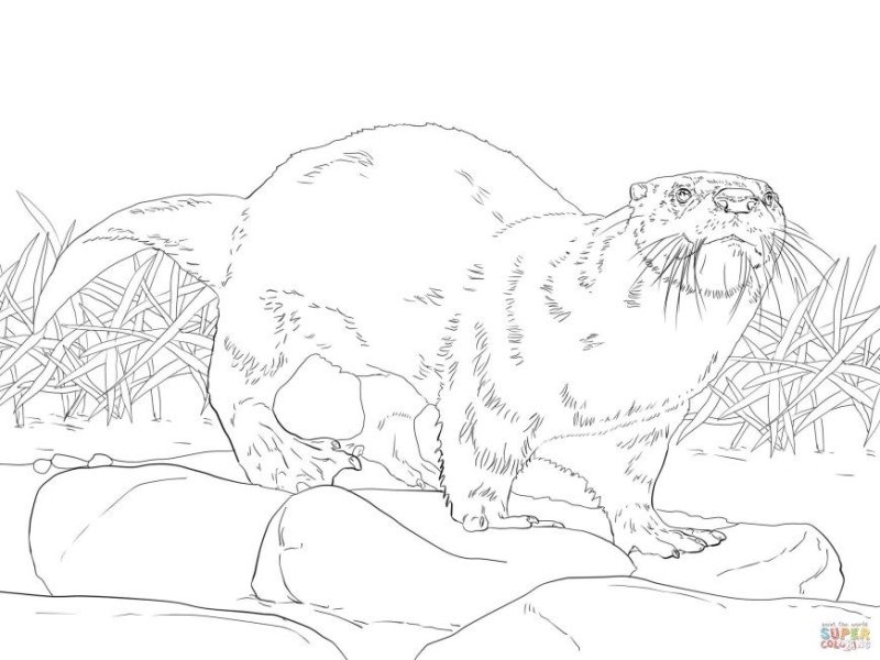 Калан раскраска