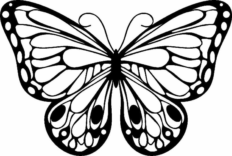 Бабочка рисунок