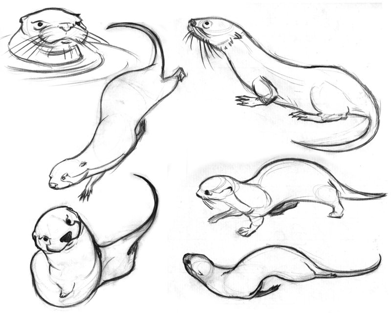 Выдра рисунок