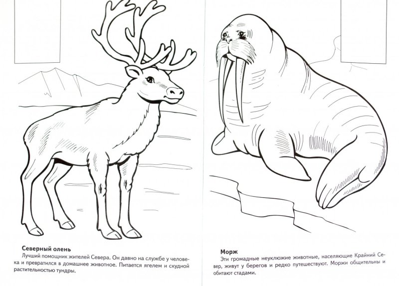 Животные севера раскраска для детей