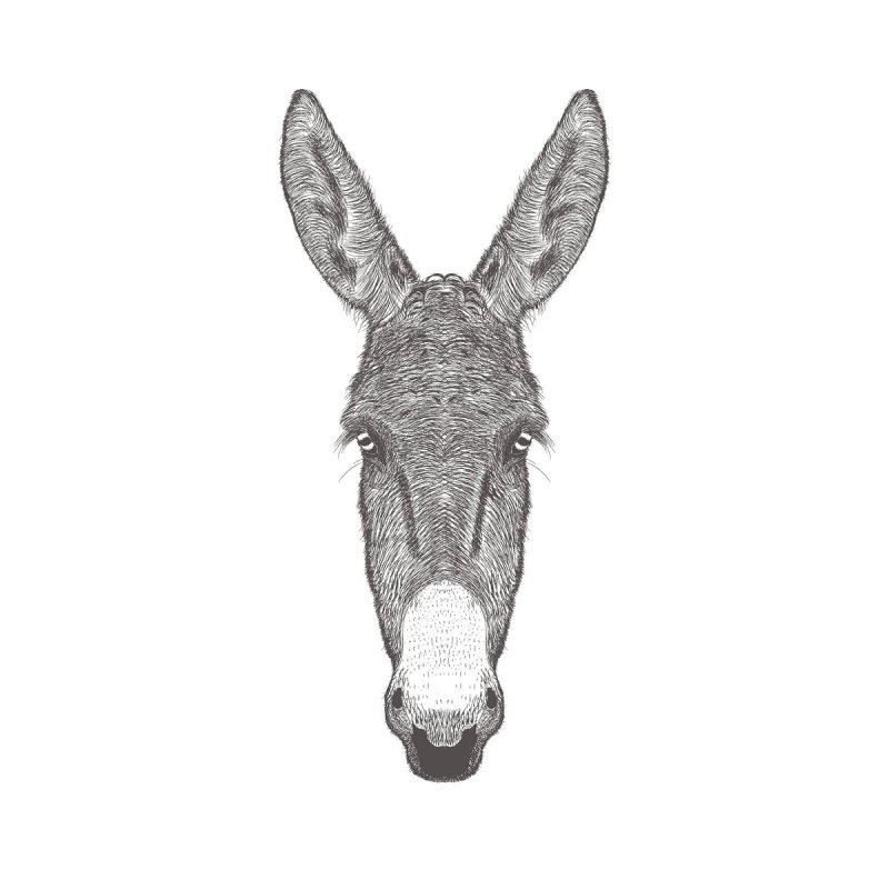 Ишачья голова