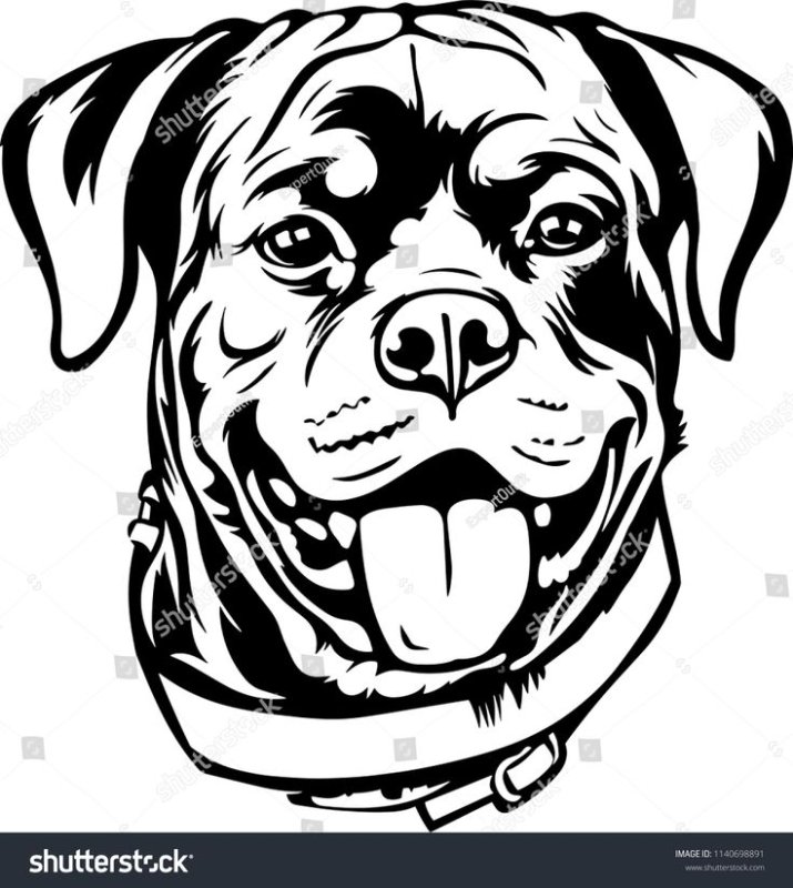 Ротвейлер эскиз